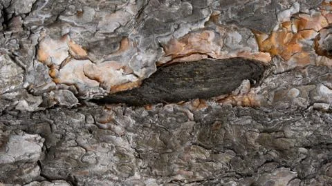 TREE WOOD TEXTURE Foto stock