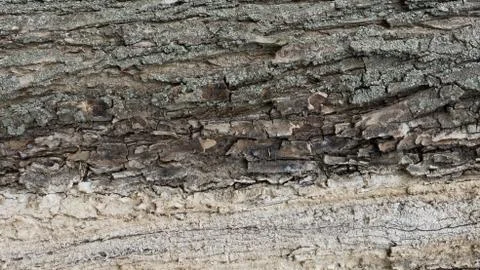 TREE WOOD TEXTURE 스톡 사진