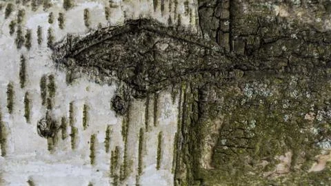 TREE WOOD TEXTURE Stock Photos