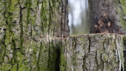 TREE WOOD TEXTURE 스톡 사진