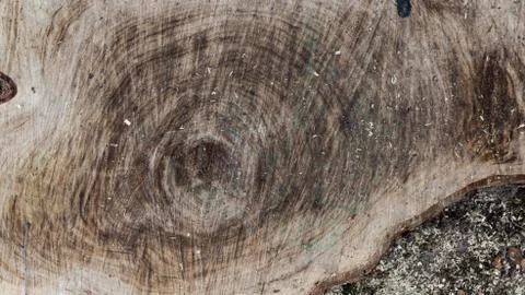 TREE WOOD TEXTURE Stock Photos