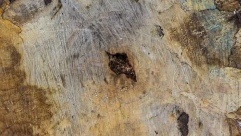 TREE WOOD TEXTURE 스톡 사진