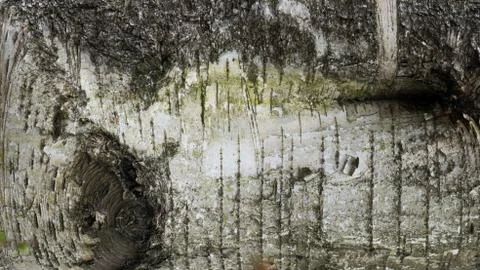 TREE WOOD TEXTURE 스톡 사진
