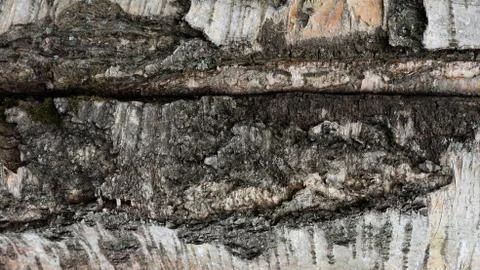 TREE WOOD TEXTURE Stock Photos