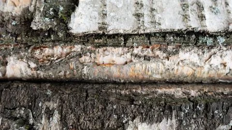 TREE WOOD TEXTURE Stock Photos