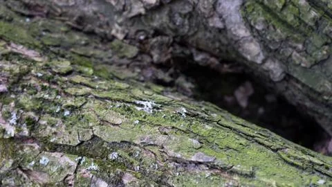 TREE WOOD TEXTURE 스톡 사진