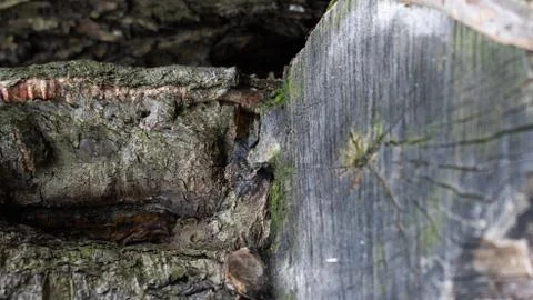TREE WOOD TEXTURE 스톡 사진