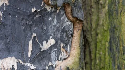 TREE WOOD TEXTURE 스톡 사진