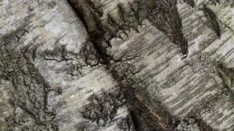 TREE WOOD TEXTURE Stock Photos