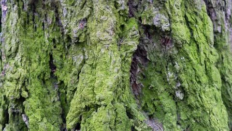 TREE WOOD TEXTURE Foto stock