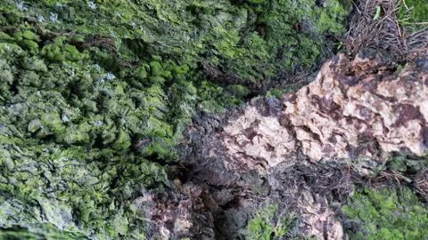 TREE WOOD TEXTURE Stock Photos