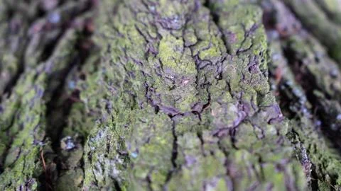 TREE WOOD TEXTURE 스톡 사진