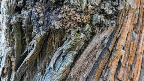 TREE WOOD TEXTURE Foto stock
