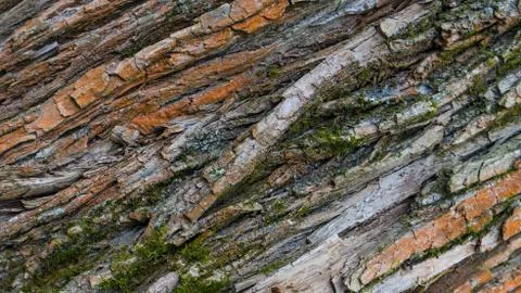 TREE WOOD TEXTURE 스톡 사진