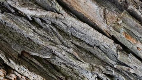 TREE WOOD TEXTURE Stock Photos