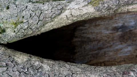 TREE WOOD TEXTURE 스톡 사진