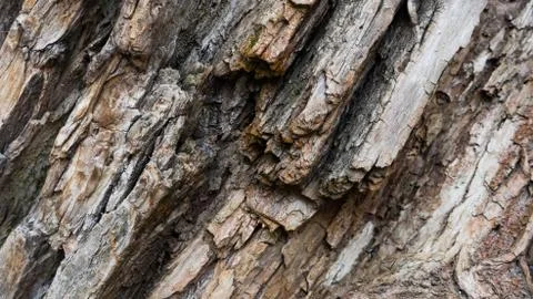 TREE WOOD TEXTURE 스톡 사진