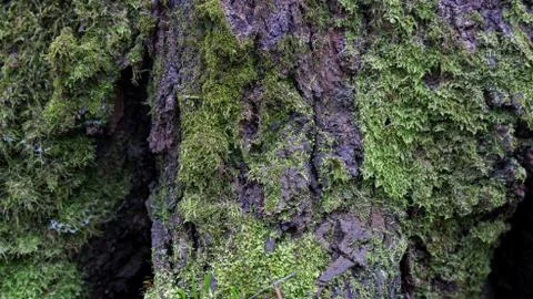 TREE WOOD TEXTURE 스톡 사진