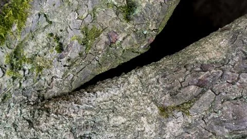 TREE WOOD TEXTURE 스톡 사진