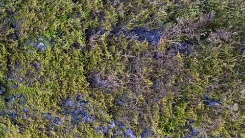 TREE WOOD TEXTURE 스톡 사진