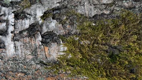 TREE WOOD TEXTURE 스톡 사진