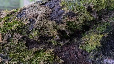 TREE WOOD TEXTURE 스톡 사진