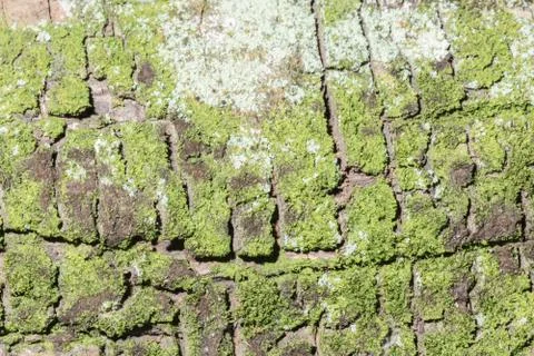 Tree wood texture Stock Photos