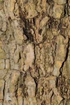 Tree wood texture Foto stock