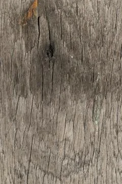 Tree wood texture Stock Photos