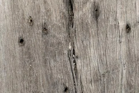 Tree wood texture Stock Photos