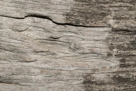 Tree wood texture Stock Photos