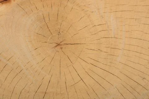 Tree wood texture Stock Photos