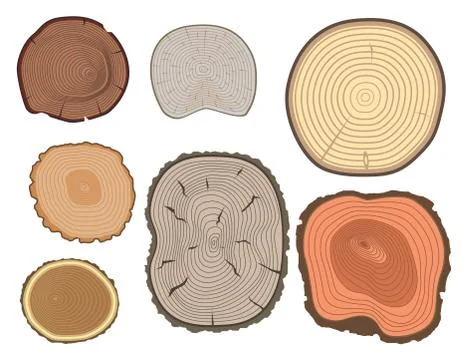 Tree wood trunk slice texture circle cut wooden raw material vector detail plant Stock Illustration