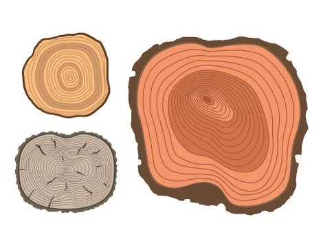 Tree wood trunk slice texture circle cut wooden raw material vector detail plant 스톡 일러스트