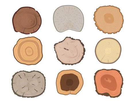 Tree wood trunk slice texture circle cut wooden raw material vector detail plant Stock Illustration