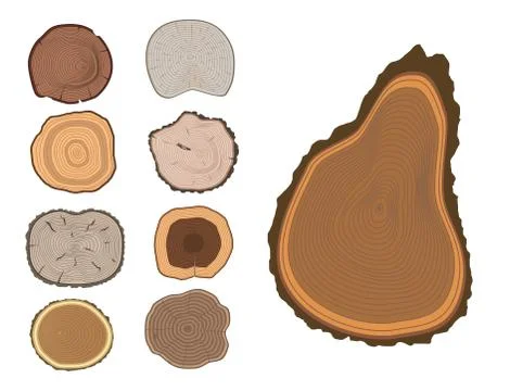 Tree wood trunk slice texture circle cut wooden raw material vector detail plant Illustrazione stock