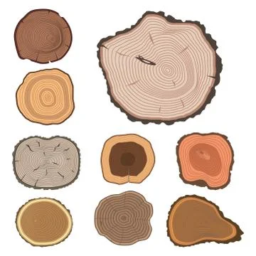 Tree wood trunk slice texture circle cut wooden raw material vector detail plant Stock Illustration