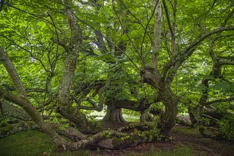 A tree in a wooded area Stock Photos