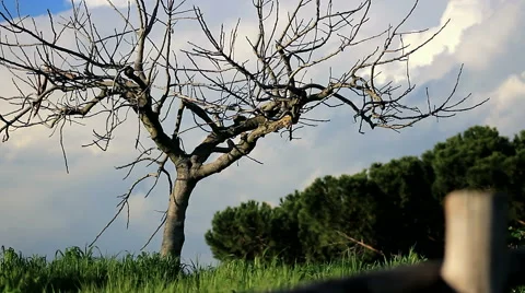 Tree with wooden fence with grass Stock Footage 67847366