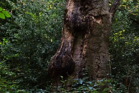 Tree In The Woods Closeup Stock Photos