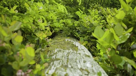 Tree in woods at Deception Pass Bridge State Park Washington Stock Footage 73526983
