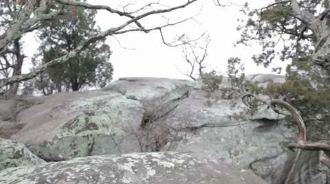 Tree In The Woods Video stock 31038760