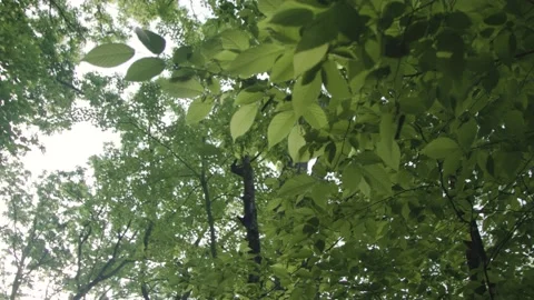A tree in the woods Stock Footage 137531714