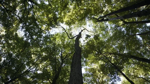 A tree in the woods Stock Footage 137822664