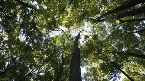 A tree in the woods Stock Footage 137822929