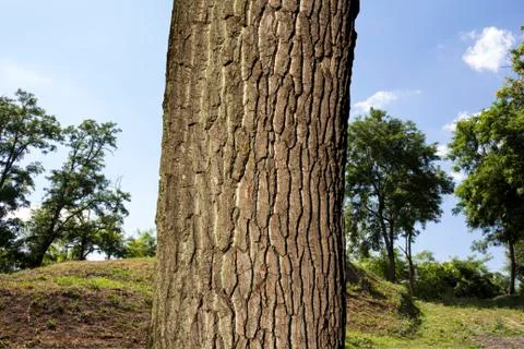 Tree in the woods Stock Photos