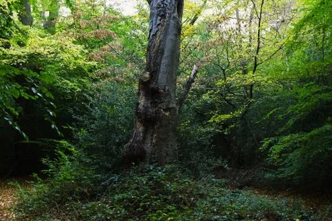 Tree In Woods Stock Photos