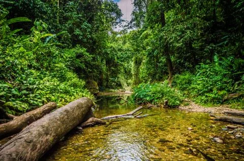 Tree in the woods Stock Photos