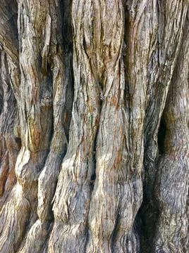 Tree woof Stock Photos