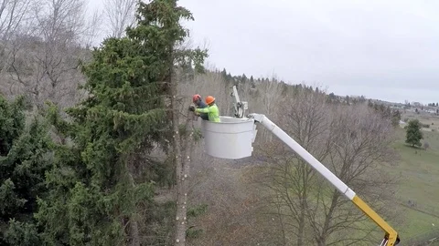 Tree work 1 by dwking Video stock 81410442